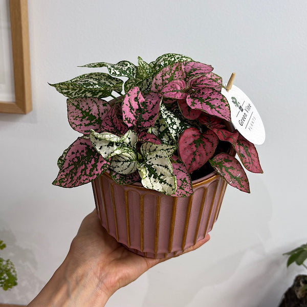 Hypoestes Polka Dot Plant in Medium Pillar Pot Blush