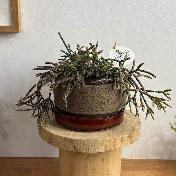 Rhipsalis Pilocarpa in Wide Pollock Pot Oxide