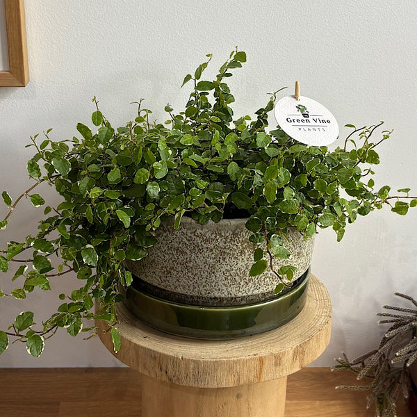 Ficus Ice Caps in Large Wide Pollock Pot Limestone