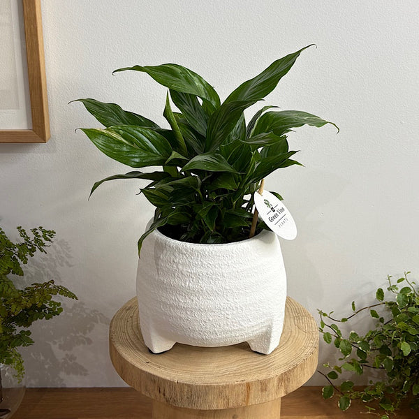 Domino Peace Lily in Soffie Pot White