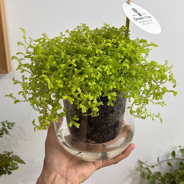 Golden Club Moss in Large Self Watering Glass Pot
