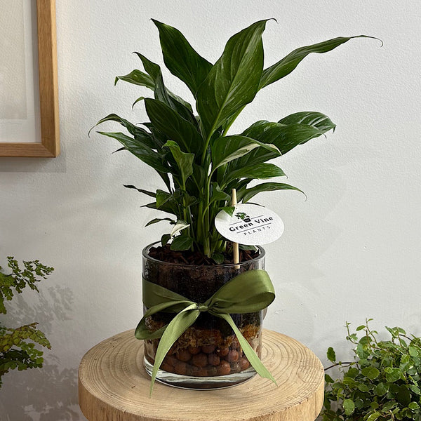 Domino Peace Lily in Small Glass Pot