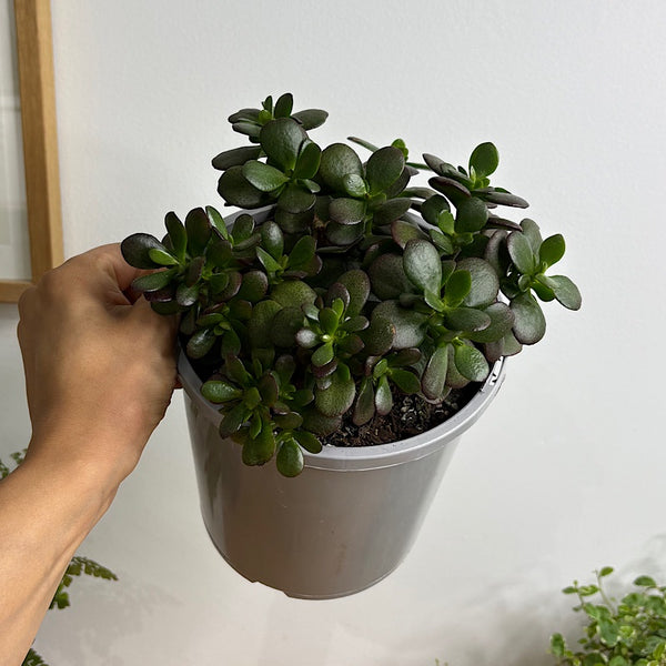 Crassula Ovata Minima Jade Plant 170mm