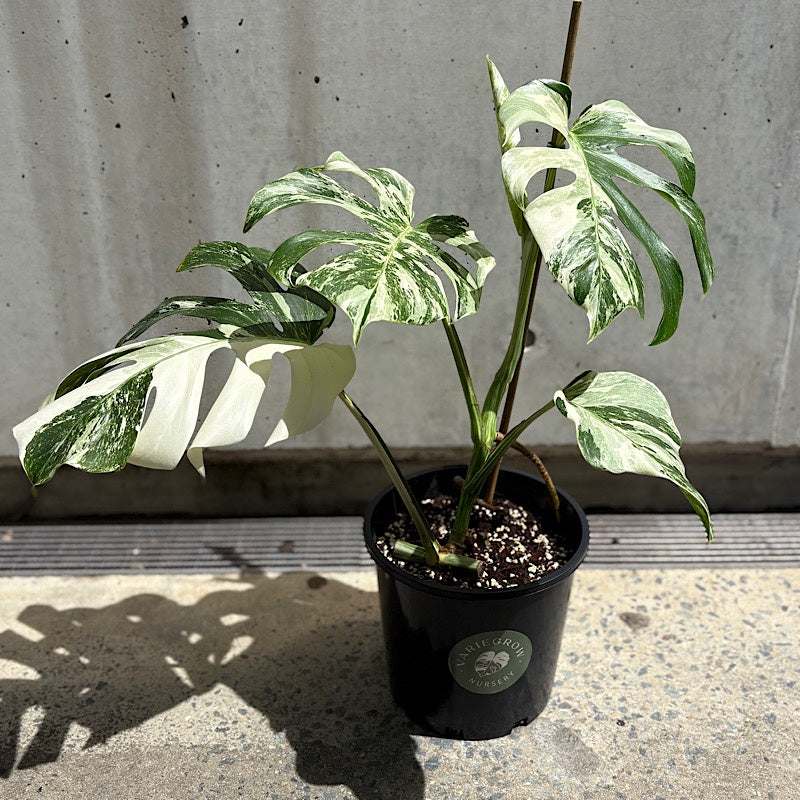 Monstera Borsigiana Albo Variegated Monstera 200mm