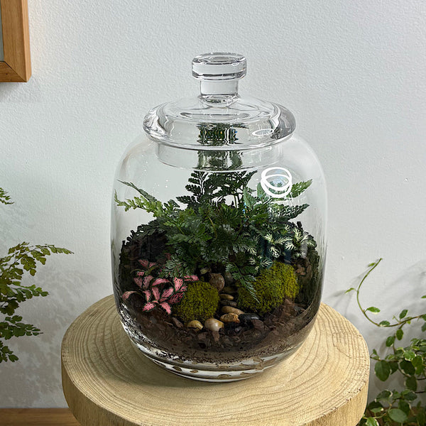 Fern & Fittonia Medium Frida Terrarium
