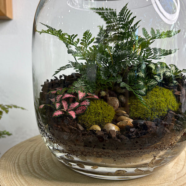 Fern & Fittonia Medium Frida Terrarium