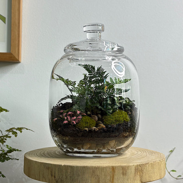 Fern & Fittonia Medium Frida Terrarium