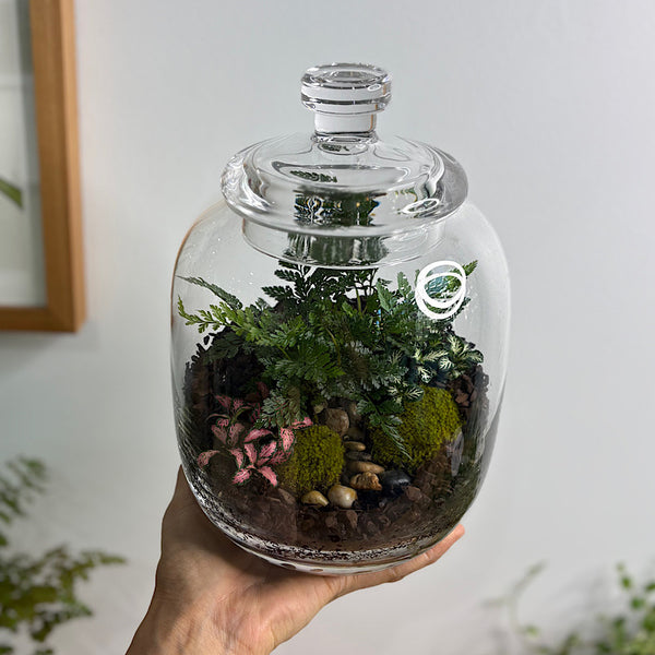 Fern & Fittonia Medium Frida Terrarium