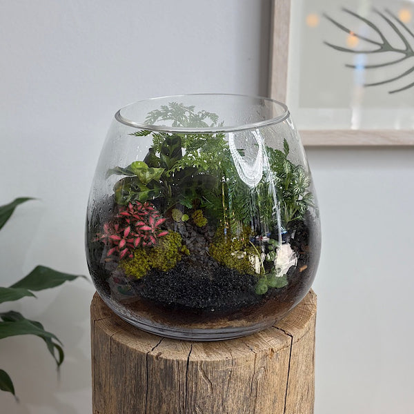 Lush Teardrop Medium Terrarium #0912
