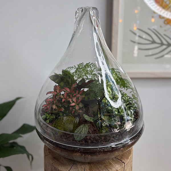 Large Luka Teardrop Dome Terrarium #0412