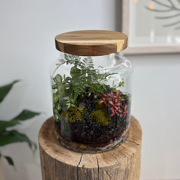 Fern & Fittonia Timber Lid Leo Terrarium