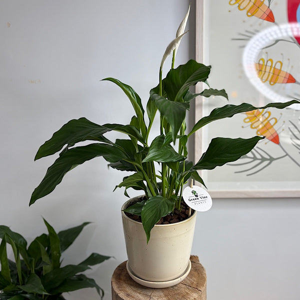 Peace Lily in Medium Gerti Pot Speckled White