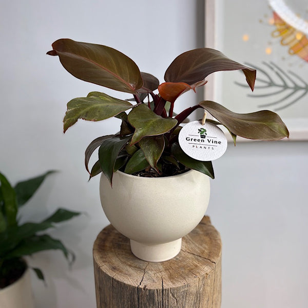 Philodendron Prince of Orange in Small Orbit Pot Oatmeal