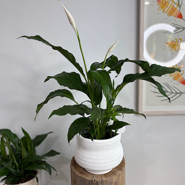 Peace Lily in Landon Pot White