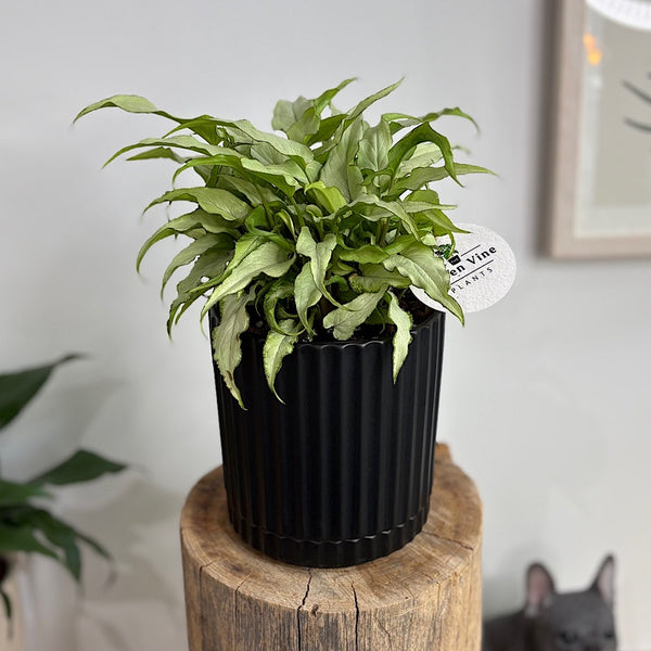 Syngonium Silver Fox in Medium Athens Pot Black