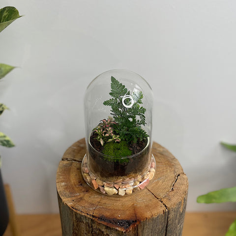 Enclosed Small Dome Terrarium