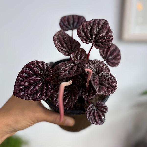 Peperomia Caperata Red Luna 120mm