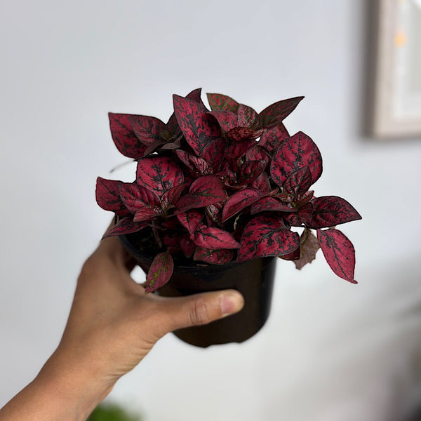 Hypoestes Phyllostachya Red Splash 130mm