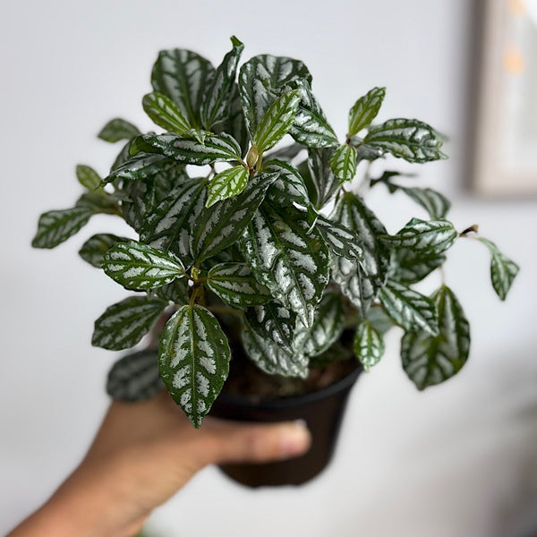 Pilea Cadierei Aluminium Plant 120mm