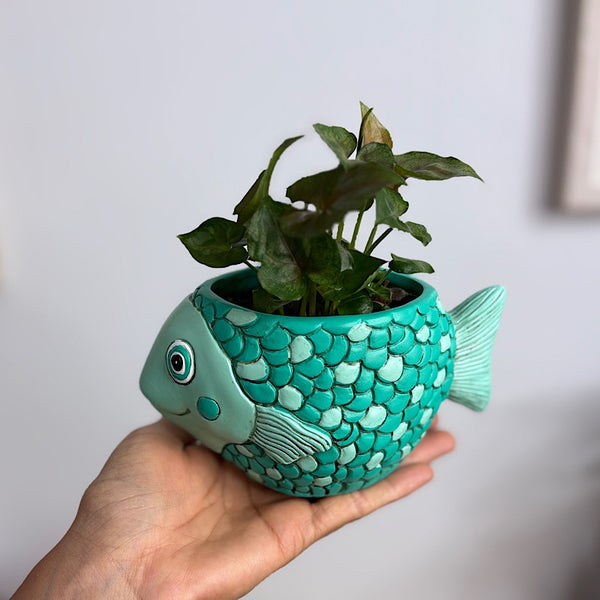 Syngonium in Baby Fish Pot Teal