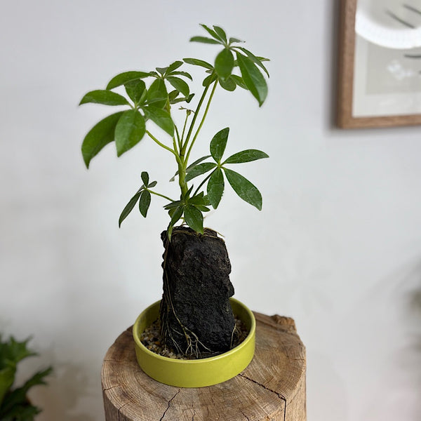 Schefflera Life on the Rocks Round Pot Green