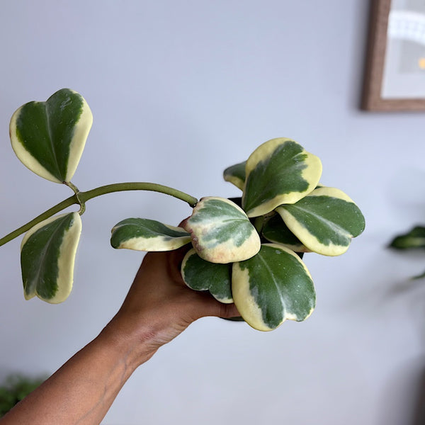 Hoya Kerrii Albomarginata  100mm