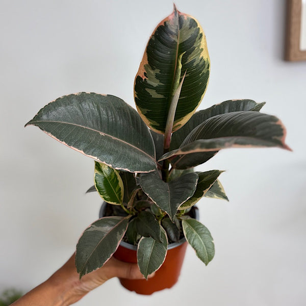 Ficus Elastica Tineke Tricolour 130mm