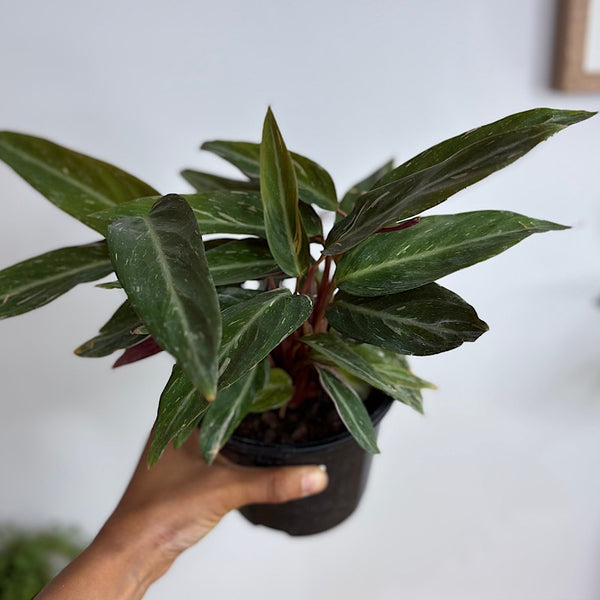 Stromanthe Magic Star 130mm