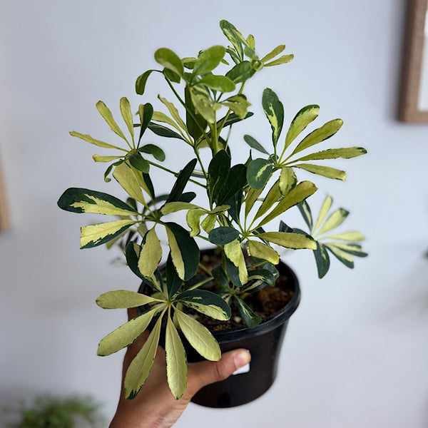 Schefflera Madam De Smet Variegated Dwarf Umbrella Tree 155mm