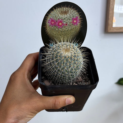Mammillaria Dixanthocentron Cactus 100mm – The Green Vine Plants