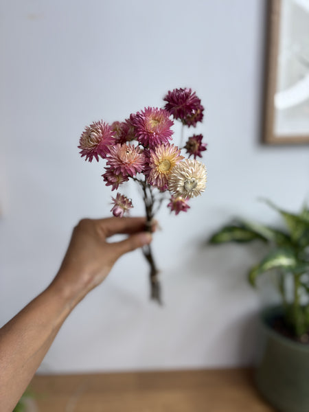 Dried Helichrysum Daisy Natural Pink