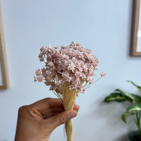 Preserved Spring Star Flowers Pastel Pink