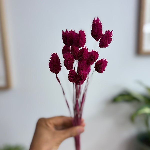 Dried Phalaris Cerise