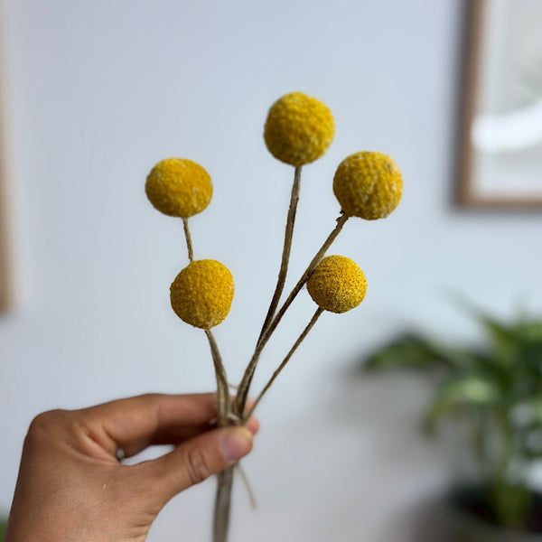 Preserved Billy Buttons