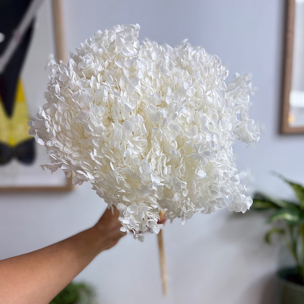Preserved Hydrangea White