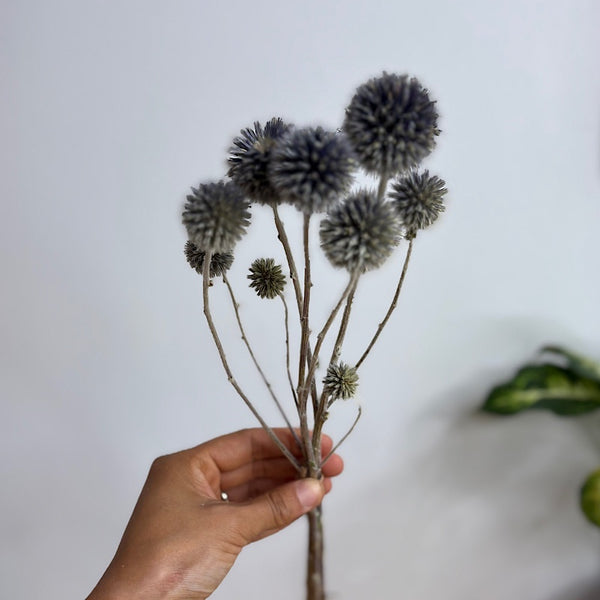 Dried Echinops Natural Blue