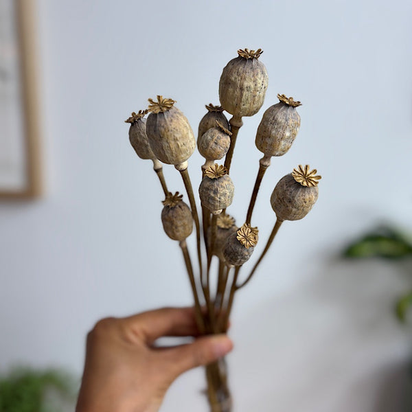 Dried Papaver Natural
