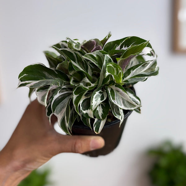 Calathea White Fusion 100mm