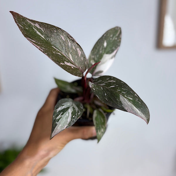 Pink Princess Philodendron Marble 100mm