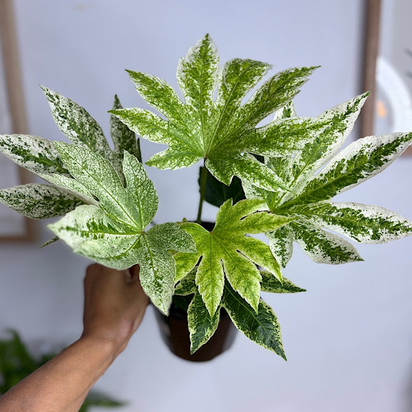 Fatsia Japonica Spider's Web 140mm