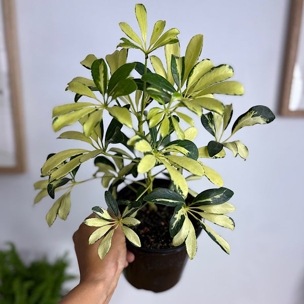 Schefflera Madam De Smet Variegated Dwarf Umbrella Tree 140mm