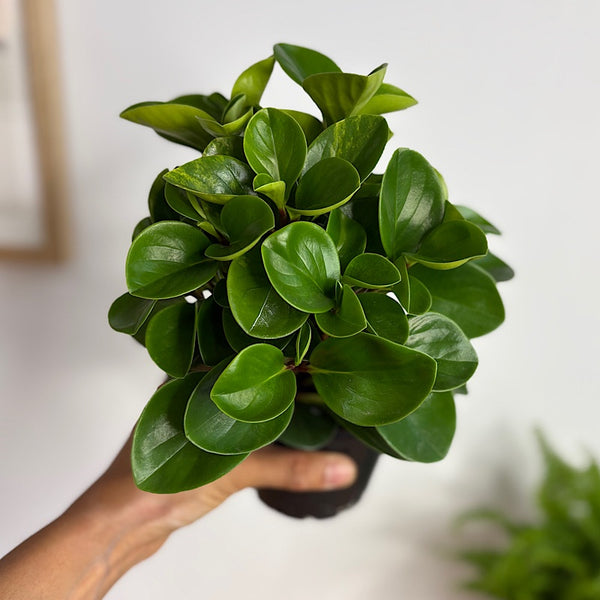 Peperomia Obtusifolia Jade Compact 100mm