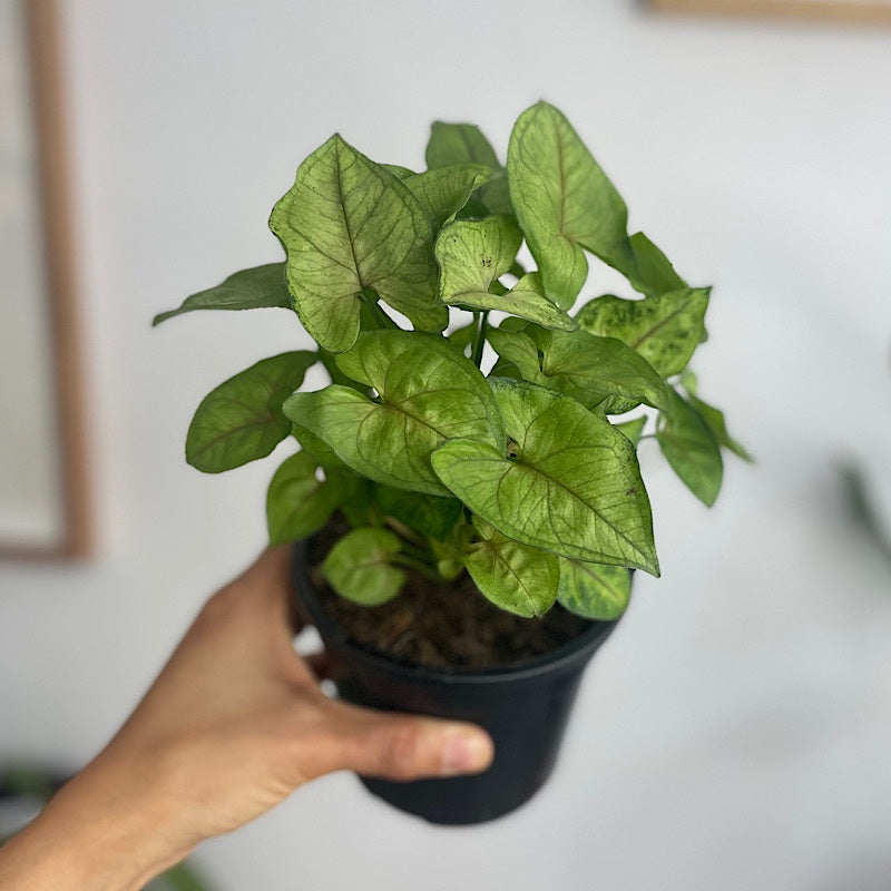 Syngonium Podophyllum Sunshine 130mm