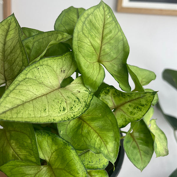 Syngonium Podophyllum Sunshine 130mm