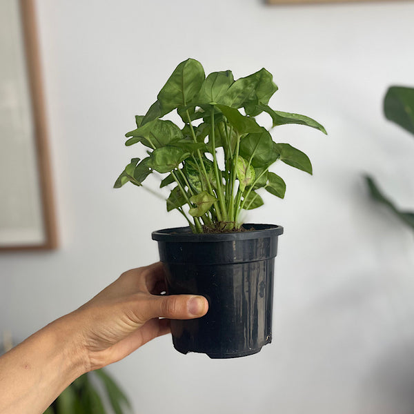 Syngonium Podophyllum Sunshine 130mm