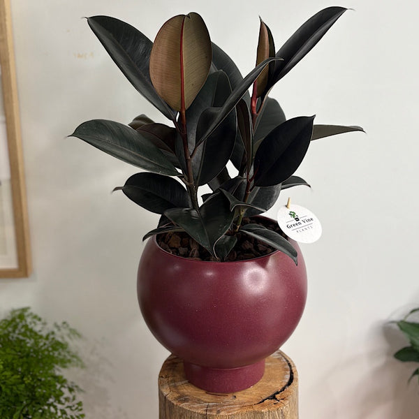 Burgundy Ficus in Large Orbit Ruby