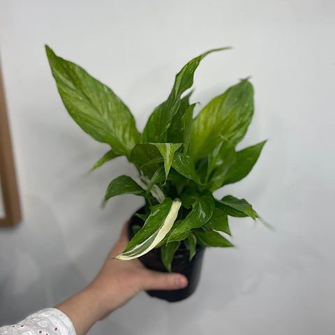 Spathiphyllum Peace Lily Domino 120mm