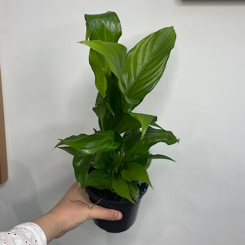 Spathiphyllum Wallisii Peace Lily 130mm