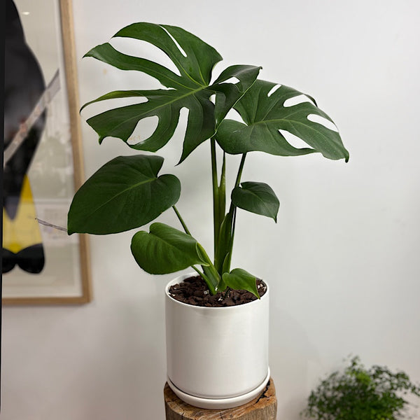 Monstera Deliciosa 'Tauerii' in Large Oslo Pot White – The Green Vine Plants