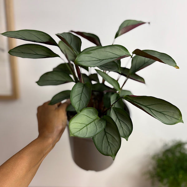 Ctenanthe Grey Star 170mm